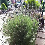 Tranquilo En Casa Con Jardín Apartamento