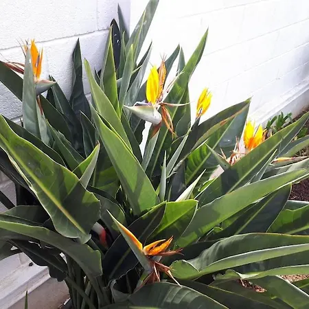 Tranquilo En Casa Con Jardín La Laguna (Tenerife)